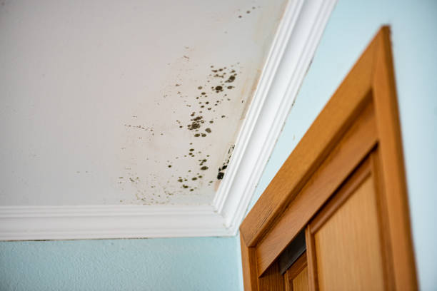 Best Commercial Mold Remediation in Maumelle, AR