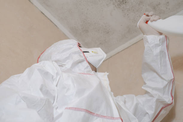 Best Emergency Mold Remediation in Maumelle, AR