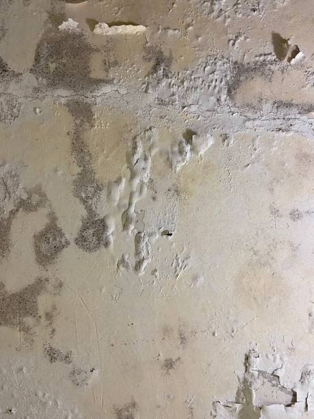 Professional Mold Remediation in Maumelle, AR
