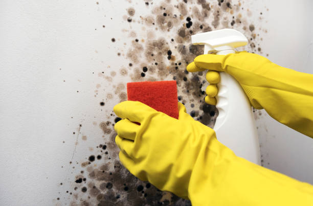 Best Industrial Mold Remediation in Maumelle, AR