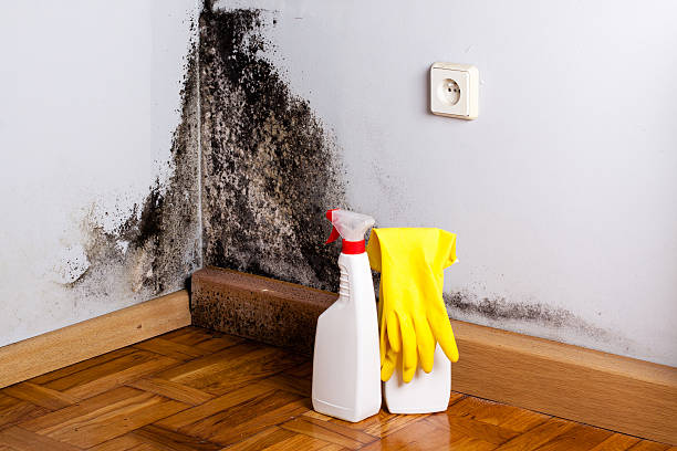 Best Post-Flood Mold Remediation in Maumelle, AR